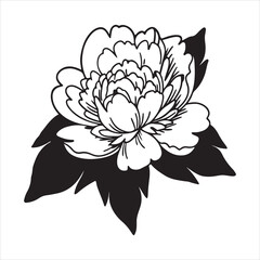 Romantic Peony Bloom – Elegant Floral Beauty for Wedding and Spring Themes