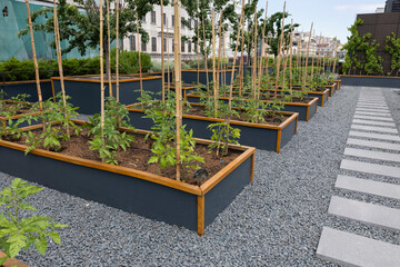 Organic agriculture, tomatoes are grown on the building terrace