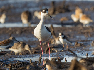 A close up face on view of a Black-necked Stilt standing on a muddy shoreline