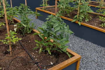 Organic agriculture, tomatoes are grown on the building terrace