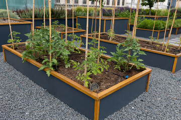 Organic agriculture, tomatoes are grown on the building terrace