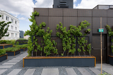 Organic Agriculture, grape vines are grown on the Building Terrace