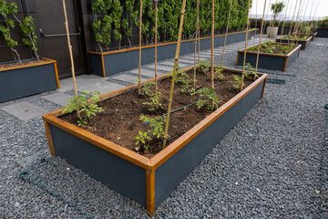 Organic agriculture, tomatoes are grown on the building terrace