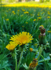 Blooming Beauty: Close-Up of Vibrant Dandelions in Natural Setting
Concept: Nature, flora, biodiversity
