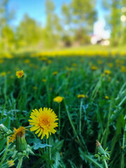 Blooming Beauty: Close-Up of Vibrant Dandelions in Natural Setting
Concept: Nature, flora, biodiversity
