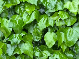 Full frame nature background showing close up ivy leaf detail