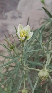 peganum harmala flower or flower of thewild rue Syrian rue African rue esfand or espand or harmel