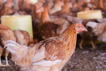 Close up of brown chicken in chicken farm