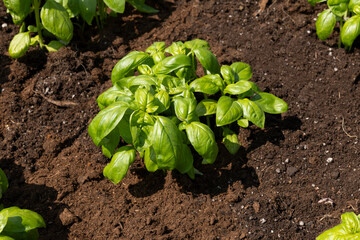 Organic Agriculture, vegetables are grown on the building terrace