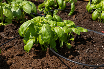 Organic Agriculture, vegetables are grown on the building terrace