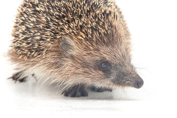 Erinaceus europaeus. Common European hedgehog on a white background