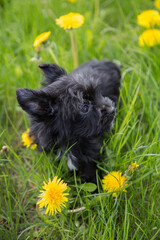A little Yorkshire Terrier puppy in green grass with yellow dandelions.