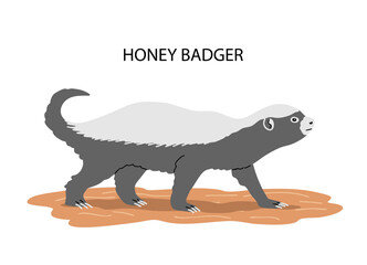 Honey badger side view. Predatory wild animal. Bald badger of the mustelidae family. Fearless fighter in the wild nature of Africa and Asia. Fauna and zoology. Vector isolated illustration