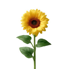 Fototapeta premium A vibrant sunflower with bright yellow petals and a dark center stands tall against a white isolated background, symbolizing happiness and warmth.