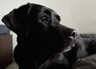 A black Labrador is lying on a mat looking at the camera