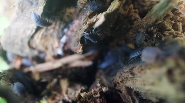 Common rough woodlouse (Porcellio scaber) settlement, inhabitants of the forest floor, in a rotten tree trunk. Sakhalin Island. Russian Far East.