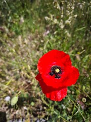 red poppy flower