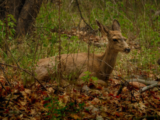 Mule Deer Doe Resting