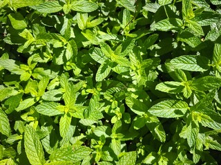 green mint leaves background