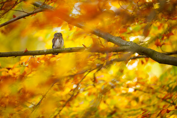 Eurasian pygmy owl in vibrant autumn forest