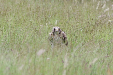 Booted eagle hidden among the grass