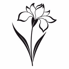 lily flower isolated on white