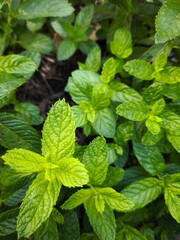 fresh mint leaves