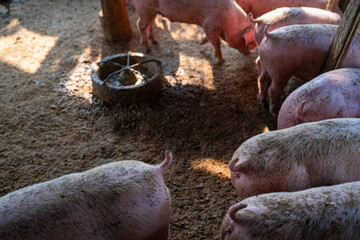 Pig group feeding food in rural traditional pig  farm