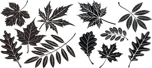 Black silhouettes of maple leaves arranged in a row showcasing detailed leaf structures and shapes during autumn season