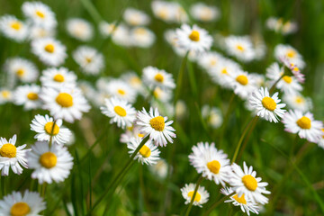 many daisy flowers on the meadow, white blossoms of daisies, close up of a white flowers, beautiful meadow with white yellow blossoms, white flowers between blades of grass, Bellis perennis © Dmitriy