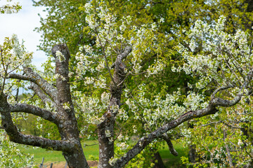 Fototapeta premium Beautiful spring tree blossoms against a blurred peaceful blue background.