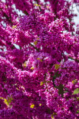 Fototapeta premium Close-up of branches of a purple-flowering Judas tree (Cercis siliquastrum). Purple flowers on a blue sky background