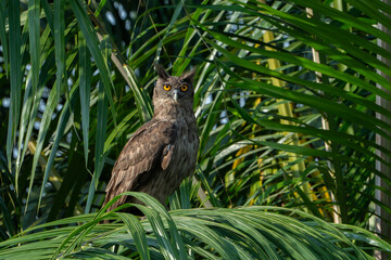 The dusky eagle-owl (Ketupa coromanda) is an owl species in the family Strigidae that is widespread in South and Southeast Asia. The type specimen used to describe the species was collected on the Cor