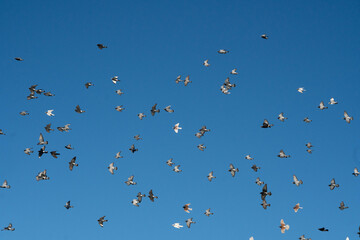 Flocks of flying pigeons against a blue sky