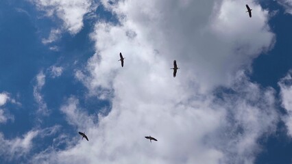 Birds Sky Flight - A flock of birds flying in a cloudy sky. Birds in flight in the sky