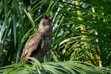 The dusky eagle-owl (Ketupa coromanda) is an owl species in the family Strigidae that is widespread in South and Southeast Asia. The type specimen used to describe the species was collected on the Cor