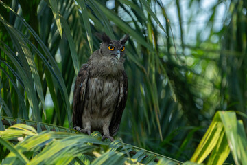 The dusky eagle-owl (Ketupa coromanda) is an owl species in the family Strigidae that is widespread...