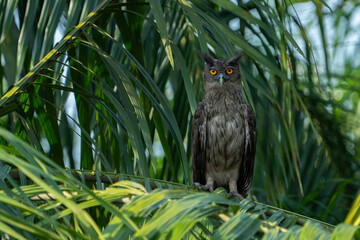The dusky eagle-owl (Ketupa coromanda) is an owl species in the family Strigidae that is widespread...