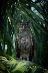 The dusky eagle-owl (Ketupa coromanda) is an owl species in the family Strigidae that is widespread in South and Southeast Asia. The type specimen used to describe the species was collected on the Cor