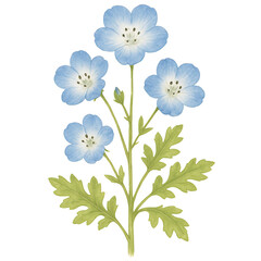 Delicate watercolor painting of five sky blue baby blue eyes wildflowers blooming in spring