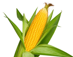 Fresh ear of corn with green husk partially peeled, revealing vibrant yellow kernels against a black background.