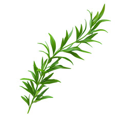 A single sprig of fresh rosemary isolated on pure white background, ultra-realistic
