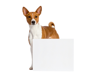 A Basenji dog stands upright, holding a blank white rectangular sign in front.