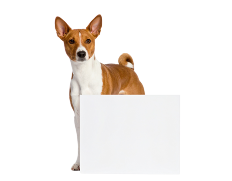 A Basenji dog stands upright, holding a blank white rectangular sign in front.