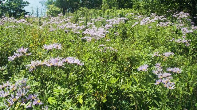 Probably Eastern starwort (Aster amellus ssp.) meadows on the slopes of the Sakhalin mountains, the coast of the Sea of Japan