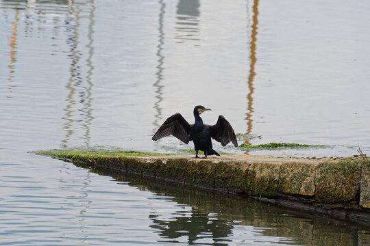 go&eacute;land s&eacute;chant ses ailes sur le port de binic