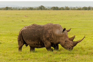 Obraz premium Rhino in Kenya