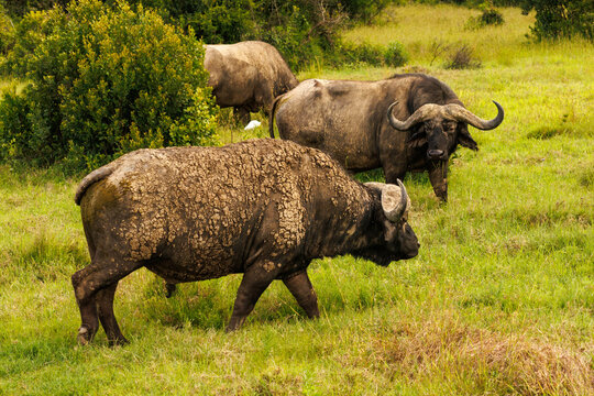 Buffalos in Kenya