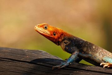 Agama in Kenya