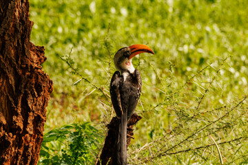 Hornbill in Kenya